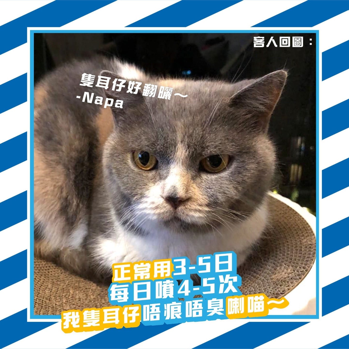 Royal Bio Pets 微生態殺菌除臭寵物清潔噴霧 125ml